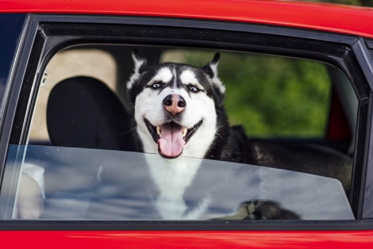 27 Excited Como Levar Um Cachorro No Onibus Picture HD C o 