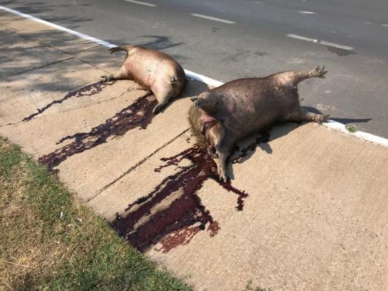 capivaras atropeladas em cuiabá